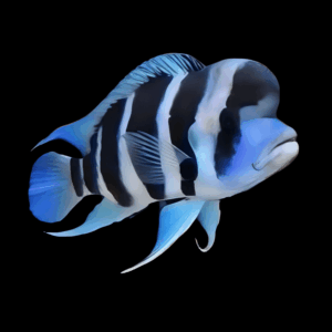 Cyphotilapia Frontosa Mpimbwe 3cm