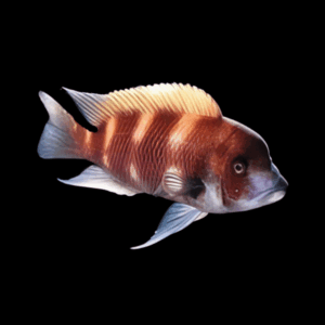 Cyphotilapia Frontosa Red 4cm