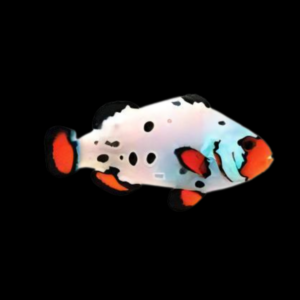 Frostbite Clownfish Amphiprion Ocellaris