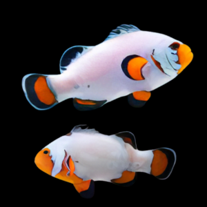 Frostbite Clownfish Amphiprion Ocellaris Pair