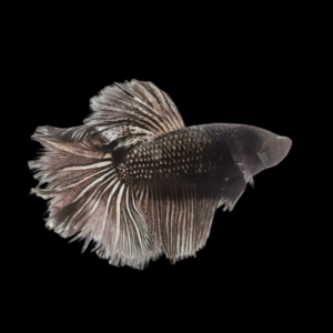 Full Moon Betta Female Black 3cm
