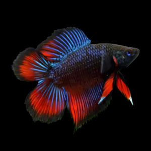 Full Moon Betta Female Black Base 3cm