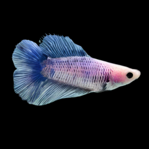 Full Moon Betta Female Blue Base 3cm