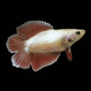 Full Moon Betta Female Copper 3cm