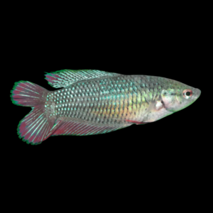 Full Moon Betta Female Green Base 3cm