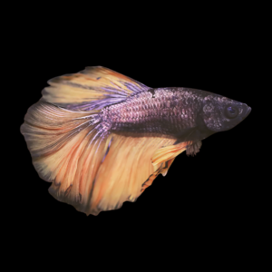 Full Moon Betta Female Mustard Gas 3cm