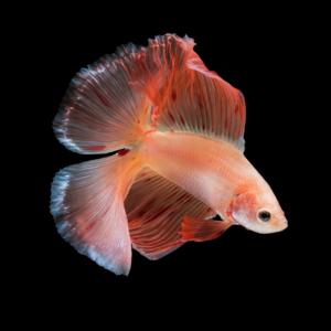 Full Moon Betta Female Orange Base 3cm