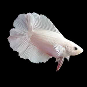 Full Moon Betta Female Platinum 3cm