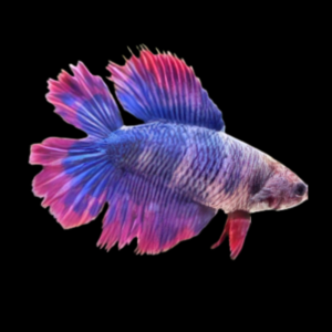 Full Moon Betta Female Purple Base 3cm