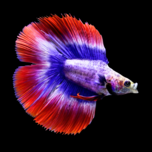Full Moon Betta Female Tri Colour 3cm