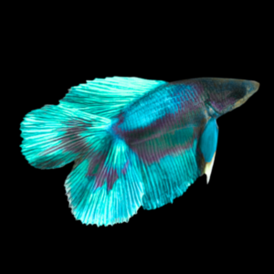 Full Moon Betta Female Turquoise Base 3cm
