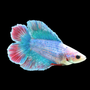 Full Moon Betta Female Turquoise 3cm
