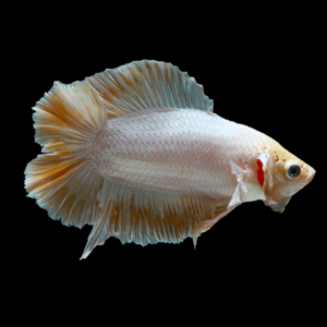 Full Moon Betta Female Yellow Base 3cm