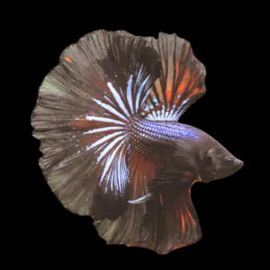 Full Moon Betta Male Black Base 3cm