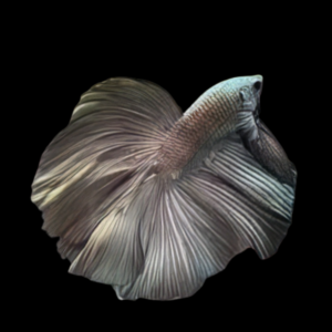 Full Moon Betta Male Copper 3cm