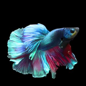 Full Moon Betta Male Green Base 3cm