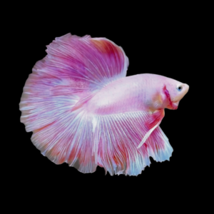 Full Moon Betta Male Pink Base 3cm