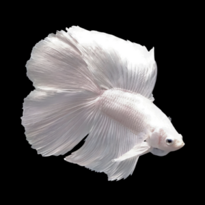Full Moon Betta Male Platinum 3cm