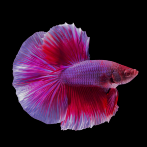 Full Moon Betta Male Purple Base 3cm