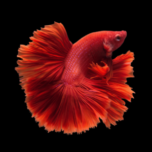 Full Moon Betta Male Red 3cm