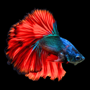 Full Moon Betta Male Red Base 3cm