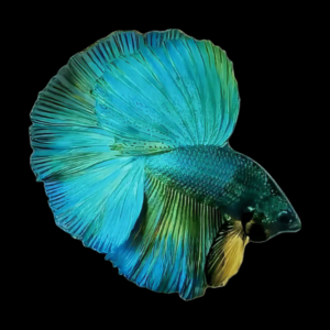 Full Moon Betta Male Turquoise 3cm