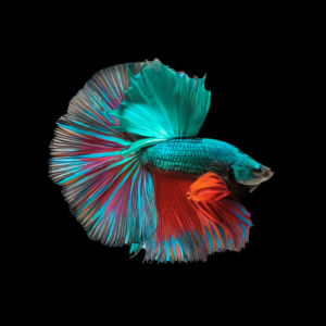 Full Moon Betta Male Turquoise Base 3cm