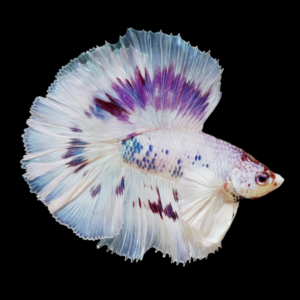 Full Moon Betta Male White Base 3cm