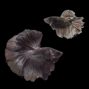 Full Moon Betta Pair Male & Female Black 3cm