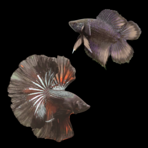 Premium Betta Pair Male & Female Double Tail Black Based 3cm