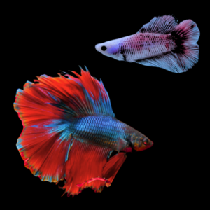 Premium Betta Pair Male & Female Double Tail Blue Based 3cm