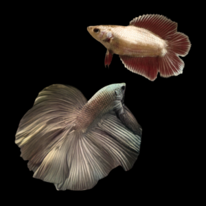 Full Moon Betta Pair Male & Female Copper 3cm