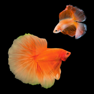 Full Moon Betta Pair Male & Female Orange Base 3cm