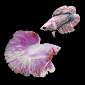 Premium Betta Pair Male & Female Double Tail Pink Based 3cm