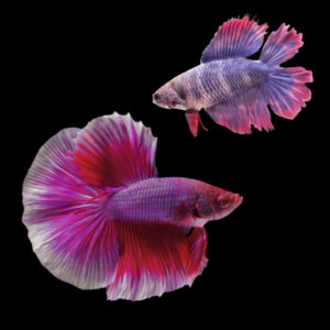 Premium Betta Pair Male & Female Double Tail Purple Based 3cm