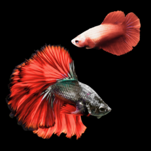 Premium Betta Pair Male & Female Double Tail Red Based 3cm