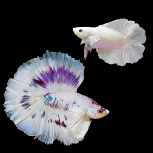 Premium Betta Pair Male & Female Double Tail White Based 3cm