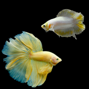 Premium Betta Pair Male & Female Double Tail Yellow Based 3cm