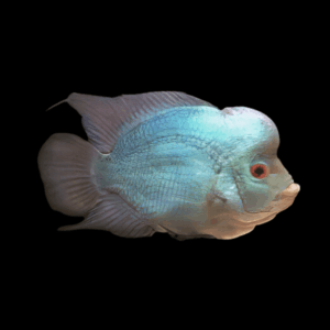 Full Pearl Blue Thai Silk Flowerhorn Grade A 12cm Male