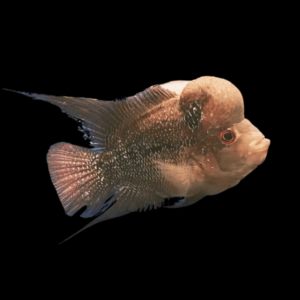 Full Pearl Dark Star Flowerhorn Grade A 12cm Male