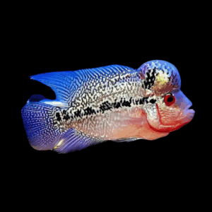 Full Pearl Diamond Kamfa Malau Flowerhorn Grade A 12cm Male
