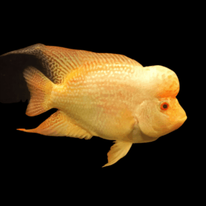 Full Pearl Golden Base Flowerhorn Grade A 12cm Male