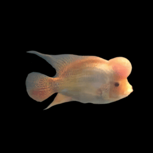 Full Pearl Golden Base Platinum Flowerhorn Grade A 12cm Male