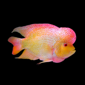 Full Pearl Golden Monkey Flowerhorn Grade A 12cm Male