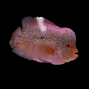 Full Pearl Pearl Of The Orient Flowerhorn Grade A 12cm Male