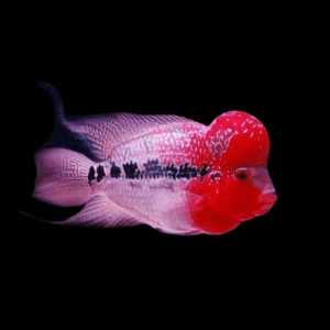 Full Pearl Red Dragon Flowerhorn Grade A 12cm Male