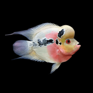 Full Pearl Red Dragon Short Body Flowerhorn Grade A 12cm Male