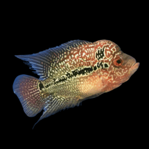 Full Pearl Red Kamfa Flowerhorn Grade A 12cm Male