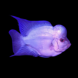 Full Pearl Short Body Blue Thai Silk Flowerhorn Grade A 12cm Male