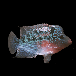 Full Pearl Super Magma Kamfa Flowerhorn Grade A 12cm Male